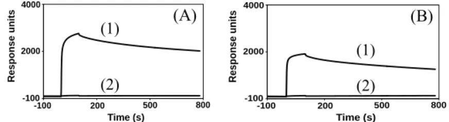図 1. Daptomycin のモデル脂質膜との相互作用センサーグラム（(A)，POPG; (B)，POPG/CL）             