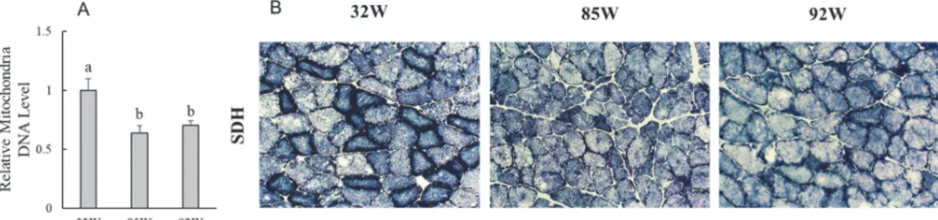 Figure 2. Age-related changes in mitochondrial function of soleus muscle.   
