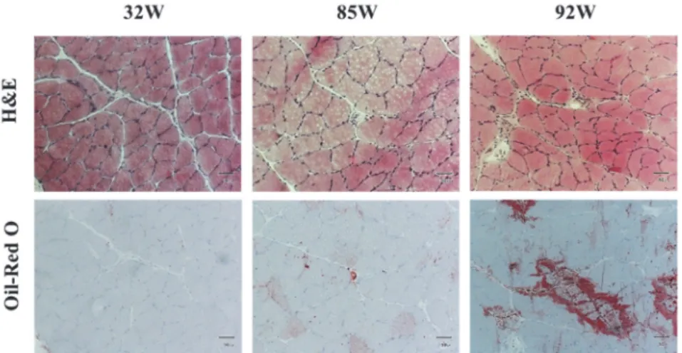Figure 5. Age-related changes in H&amp;E and Oil-Red O staining of soleus muscle of SD rats aged 32,  85, and 92 weeks