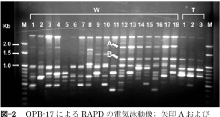 Fig. 2 RAPD amplification pattern generated by primer  OPB-17; Arrow A and B indicate taxon-specific  bands