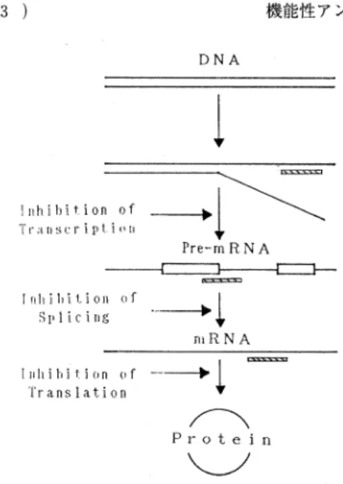 Fig.  1  Principle  of  antisense  DNA  ・  RNA  method.