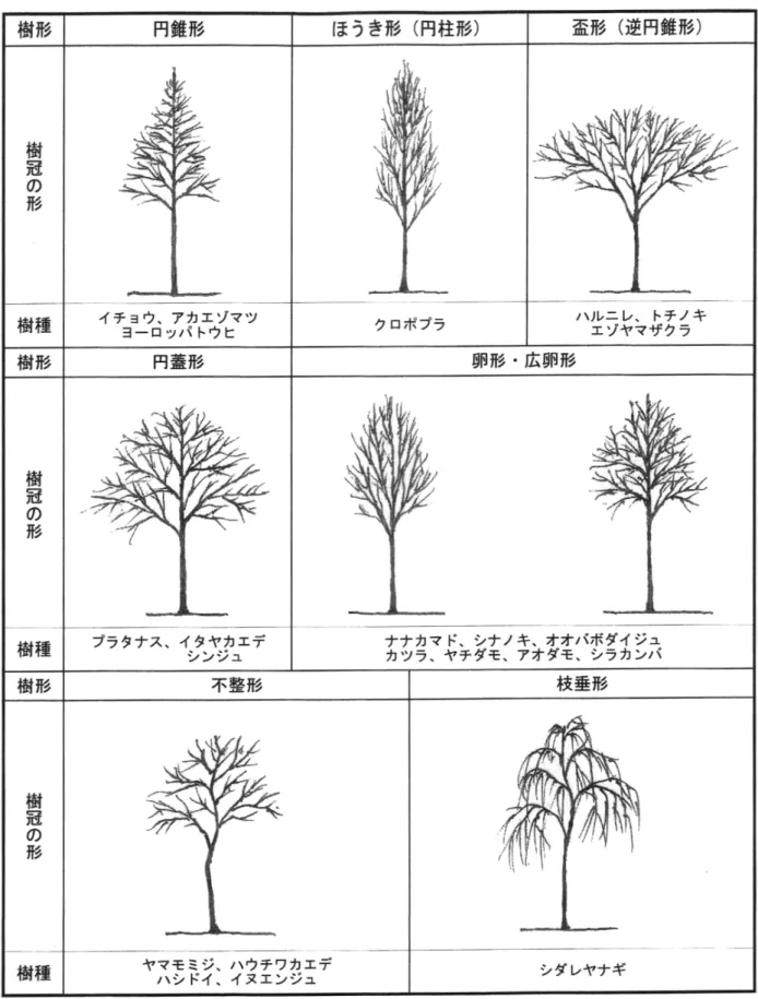 図  6-1  代表的な街路樹の樹形 