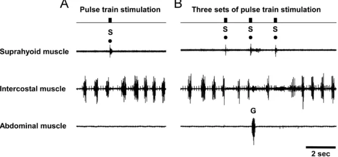 Fig. 1   Typical EMGs of suprahyoid, intercostal and abdominal muscles induced by pulse train simulation of  the superior laryngeal nerve (SLN)