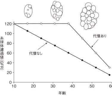 図 1 ADPKD の腹部 MRI 所見 図  2   ADPKD における腎容積と腎機能の推移