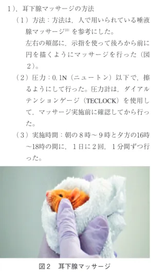 図 耳下腺マッサージ），耳下腺マッサージの方法 （ ）方法：方法は，人で用いられている唾液腺マッサージ）を参考にした。左右の頬部に，示指を使って後ろから前に円を描くようにマッサージを行った（図）。（ ）圧 力： ．N（ニ ュ ー ト ン）以 下 で，擦るようにして行った。圧力計は，ダイアルテンションゲージ（TECLOCK）を使用して，マッサージ実施前に確認してから行った。（ ）実施時間：朝の 時〜 時と夕方の 時〜 時の間に， 日に 回， 分間ずつ行った。 ），咀嚼を増強する方法 （ ）方法：綿棒をマウスが