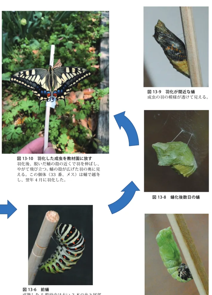 図 13-7  蛹化直後の蛹  脱いだ 5 齢の殻が尾部に見える。 図 13-8  蛹化後数日の蛹 図 13-9  羽化が間近な蛹  成虫の羽の模様が透けて見える。 図 13-10  羽化した成虫を教材園に放す 羽化後、脱いだ蛹の殻の近くで羽を伸ばし、やがて飛び立つ。蛹の殻が広げた羽の奥に見える。この個体（33 番、メス）は蛹で越冬し、翌年 4 月に羽化した。 図 13-6  前蛹 成熟した 5 齢幼虫は太い 2 本の糸と尾部で体を固定し、蛹化に備える。（前蛹段階）