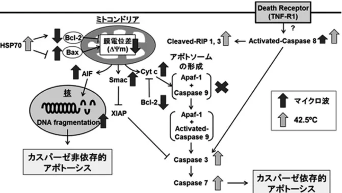 Fig. 2. マイクロ波照射による細胞死経路