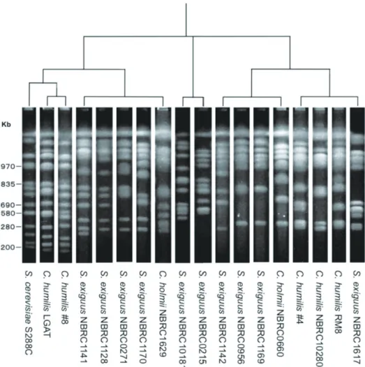 Figure 2. Relationships of selected yeast strains found in panettone mother dough.