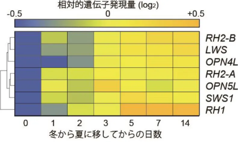 図 5：冬の条件から夏の条件に移した際のオプシンに関連する遺伝子発現の変動  マイクロアレイを用いた遺伝子発現解析の結果、冬の条件から夏の条件に移すとメダカの オプシンの発現が劇的に上昇することが明らかになった。青色と黄色はそれぞれ遺伝子 の発現が低い状態と高い状態を示す。  図 6 ： 冬と夏のメダカの網膜の赤オプシンの量の変化（矢頭）    