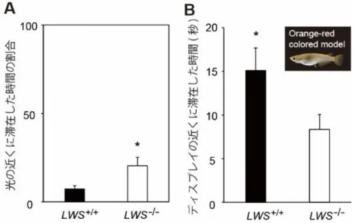 図 7：赤オプシン欠損メダカでは夏の光応答性と配偶者嗜好性が低下する    (A)  赤オプシン欠損メダカ(LWS-/-)は夏の条件下で、野生型(LWS+/+)に比べて光に 対する負の走光性が低下していた。  （B）赤オプシン欠損メダカは夏の条件下で、野生型に比べて婚姻色の配偶者に対す る嗜好性が低下していた。  【成果の意義】   熱帯以外の地域では、冬は夏に比べ日照時間が短く、太陽から降り注ぐ光の強さも小さくなります。メ ダカは冬になると活動量が低下し、川底でじっと息をひそめています。メダカは冬の間、食