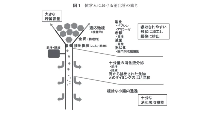 図 1 健常人における消化管の働き 胃切除後症候群の実際とその管理―総論―東京慈恵会医科大学外科学講座消化管外科 中 田 浩 二はじめに胃切除後にはさまざまな消化器症状，消化管機能異常や器質的な障害が出現し，術後患者の QOLを低下させることから臨床的な問題となる．これらを総称して胃術後障害（postgastrectomy syn-drome）と呼ばれており，多彩な臨床像を呈することが知られている1）〜7）．胃術後障害は，原疾患の治療目的で行われる胃切除および迷走神経切除によりこれらが担う生理的な役割が減弱