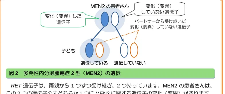 図 2  多発性内分泌腫瘍症 2 型（MEN2）の遺伝 