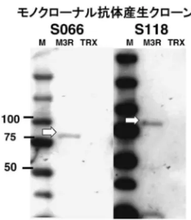 図 6 M3R の第 2 細胞外ループに対するモノクローナル抗 体（S066，S118）の M3R タンパク特異的な結合 M3R 第 2 細胞外ループの合成ペプチドを免疫した M3R ノックアウトマウスの脾細胞を骨髄腫細胞と融合させ， M3R の第 2 細胞外ループに対するモノクローナル抗体を産 生するクローン（S066，S118）を誘導した．Western ブロッ トでは，クローンから産生されたモノクローナル抗体は， M3R タンパクに特異的に結合した．一方で，コントロール タンパクである TRX には結