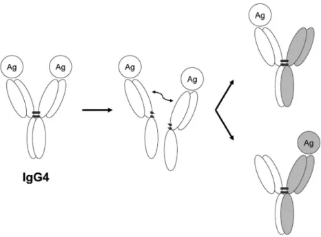図 7 IgG4 の『functional monovalency』