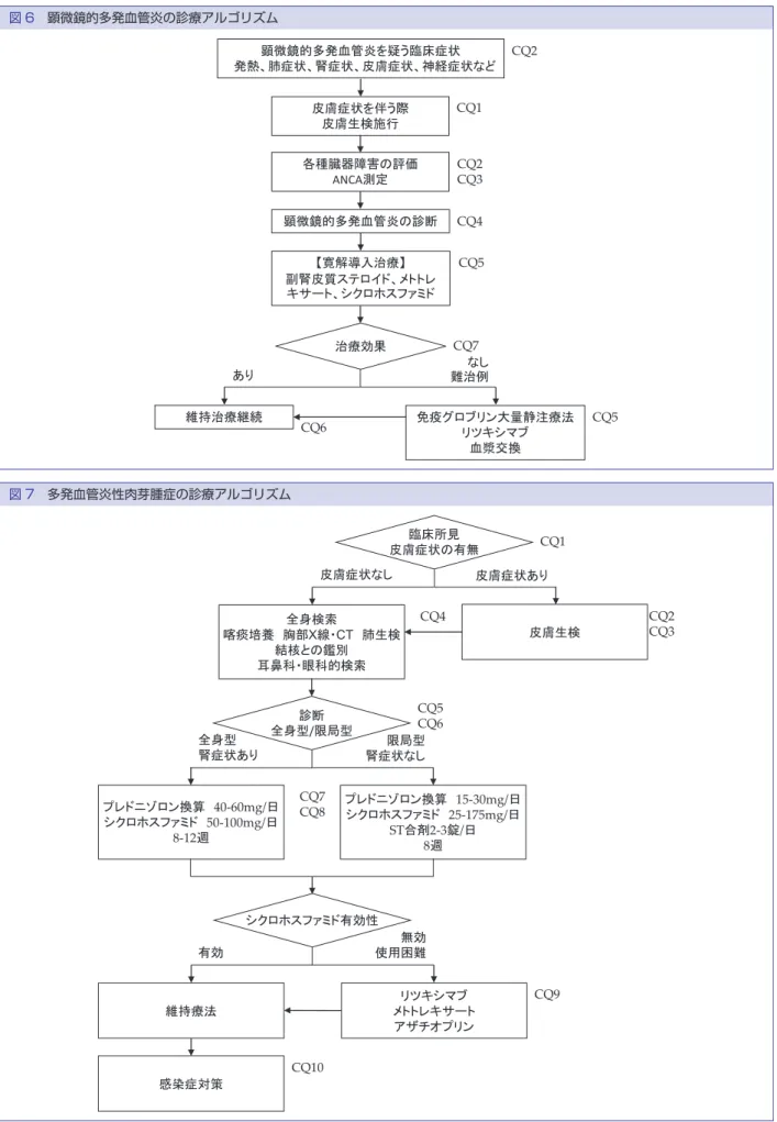 図 6　顕微鏡的多発血管炎の診療アルゴリズム 顕微鏡的多発血管炎を疑う臨床症状 発熱、肺症状、腎症状、皮膚症状、神経症状など 顕微鏡的多発血管炎の診断 【寛解導入治療】 副腎皮質ステロイド、メトトレ キサート、シクロホスファミド 維持治療継続 免疫グロブリン大量静注療法 リツキシマブ 血漿交換 CQ2CQ1CQ6CQ4CQ5各種臓器障害の評価ANCA測定ありなし難治例CQ2CQ3CQ7 CQ5治療効果皮膚症状を伴う際皮膚生検施行 図 7　多発血管炎性肉芽腫症の診療アルゴリズム プレドニゾロン換算 40-60