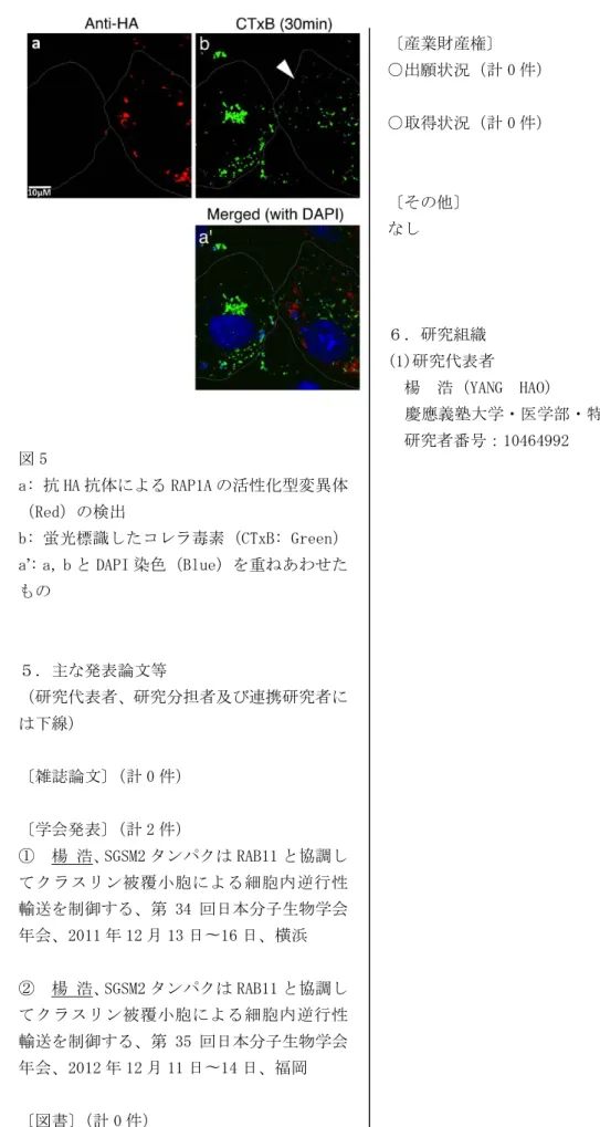 図 5   a: 抗 HA 抗体による RAP1A の活性化型変異体 （Red）の検出   b: 蛍光標識したコレラ毒素（CTxB: Green）   a ’ : a, b と DAPI 染色（Blue）を重ねあわせた もの  ５．主な発表論文等  （研究代表者、研究分担者及び連携研究者に は下線）  〔雑誌論文〕（計 0 件）  〔学会発表〕（計 2 件）  ①  楊 浩、 SGSM2 タンパクは RAB11 と協調し てクラスリン被覆小胞による細胞内逆行性 輸送を制御する、第 34 回日本分子生物学会 