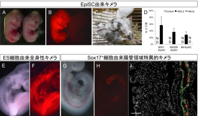 図 2. ES 細胞よりも分化が進んだ前駆細胞を細胞死阻害することにより形成されたキメラ個体。