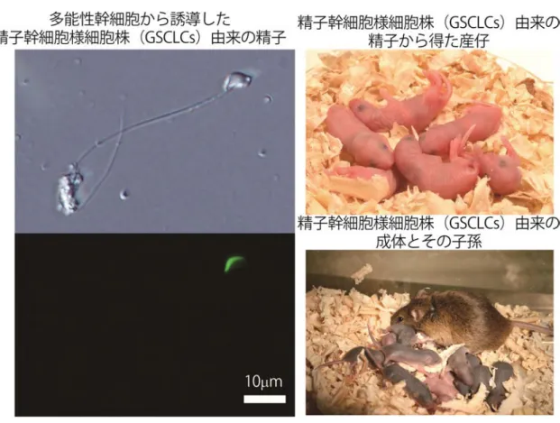 図 3.  マウス多能性幹細胞（ES 細胞）から誘導した GSCLCs より得られた精子と産仔およびその子孫 