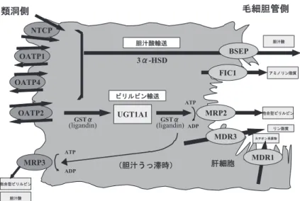 図 1 肝細胞のビリルビン代謝と輸送の模式図
