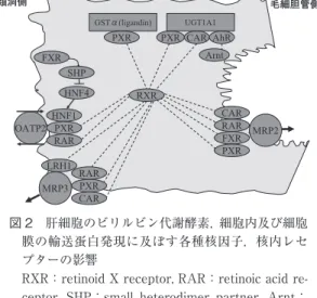 図 2 肝細胞のビリルビン代謝酵素，細胞内及び細胞 膜の輸送蛋白発現に及ぼす各種核因子，核内レセ プターの影響