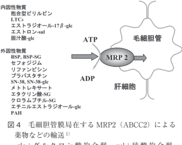 図 4 毛細胆管膜局在する MRP2（ABCC2）による 薬物などの輸送 1） - gl c ：グ ル ク ロ ン 酸 抱 合 型，  - s ul ：硫 酸 抱 合 型，  - SG：グルタチオン抱合型 体質性黄疸としては Dubin-Johnson 症候群と Rotor 症候群とがある．胆汁酸の代謝はほぼ保たれているの で血中胆汁酸は正常である．Dubin-Johnson 症候群は MRP2 遺伝子変異による毛細胆管膜の MRP2（ABCC2） の欠損により発症し，軽度の高直接ビリルビン血症， BSP 