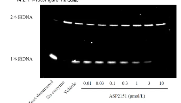 図   2.6.2-1  ASP2151 による HSV-1 ヘリカーゼ・プライマーゼ複合体のヘリカーゼ活性阻害作用 （ 4.2.1.1-15 の Figure 1 を改編） ポリアクリルアミドゲル電気泳動法の結果を示す。 上部には 2 本鎖 DNA 、下部には 1 本鎖 DNA を示す。 2.6.2.2.2.3   HSV-1 ヘリカーゼ・プライマーゼ複合体のプライマーゼ活性阻害作用 報告書番号   15L-PH- 〔 4.2.1.1-16 〕 （評価資料） (1)  試験方法 リコンビナント HSV-1