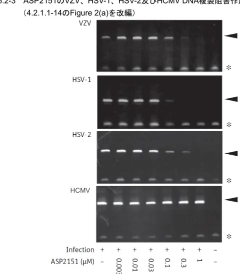 図   2.6.2-3    ASP2151 の VZV 、 HSV-1 、 HSV-2 及び HCMV DNA 複製阻害作用 （ 4.2.1.1-14 の Figure 2(a) を改編） ポリアクリルアミドゲル電気泳動法の結果を示す。 矢頭は各ウイルス特異的 DNA 領域のフラグメントを示す。 アスタリスク（ * ）はヒト β アクチン DNA 領域のフラグメントを示す。HCMV 