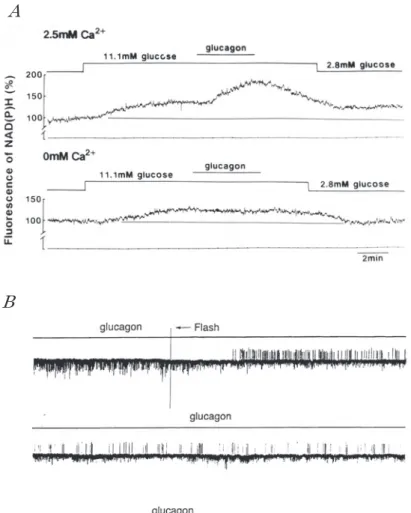 図 6　 β 細胞の NADHおよび NADPHレベルおよび K ATP チャネルの活 動に及ぼすグルカゴンの影響．