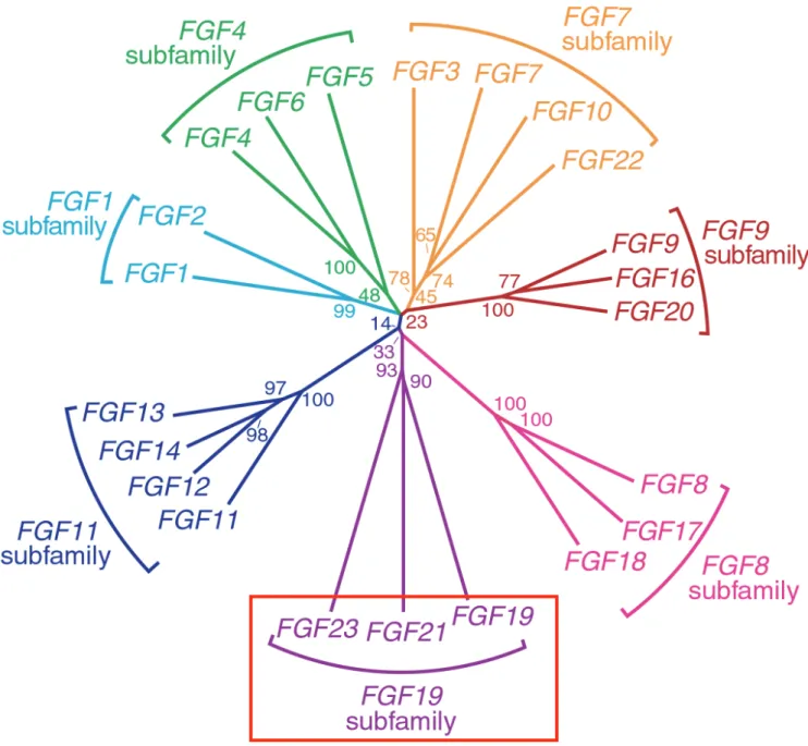 図 1. FGFs ファミリー