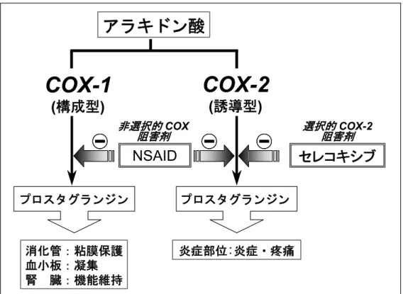図 2.5.1 に非選択的 COX 阻害剤（NSAID）及び選択的 COX-2 阻害剤（セレコキシブ）の COX-1 と COX-2 に対する作用機序を示す．  アラキドン酸 COX-1 (構成型) COX-2(誘導型) NSAID非選択的 COX 阻害剤 消化管：粘膜保護 血小板：凝集 腎　臓：機能維持 炎症部位:炎症・疼痛プロスタグランジンプロスタグランジン 選択的 COX-2 阻害剤 セレコキシブ 図 2.5.1  非選択的 COX 阻害剤及び選択的 COX-2 阻害剤の作用機序  セレコキシブは米国