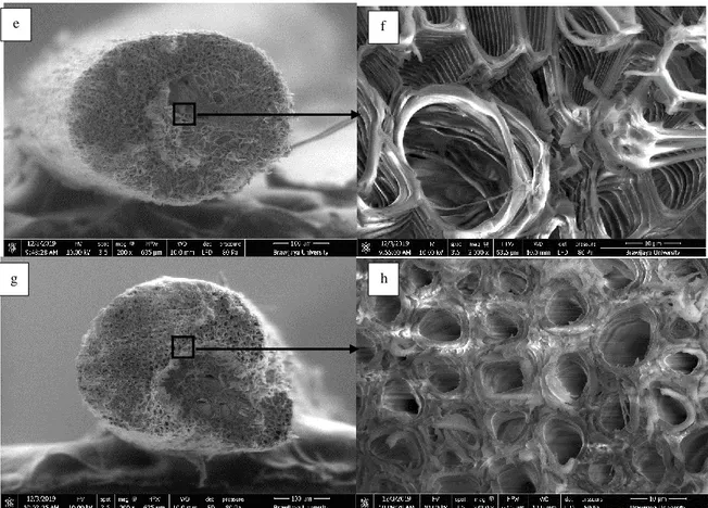 Figure 3. Scanning Electronic Microscopy (SEM) images of coconut fiber: a-b - untreated specimen; c-g - limestone water  treated fibers; c-d - Immersion time of 4 hours; e-f - Immersion time of 8 hours; g-h - Immersion time of 20 hours 