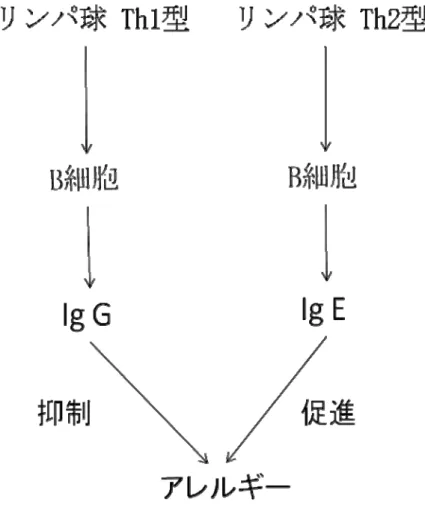 図 2.アレルギーの抑制と促進の関係    今回のラットの実験では、Th1 型の活性が約 3 倍に上昇し、Th2 型  の活性はやや減 少したので、サガラメのポリフェノールは抗アレルギー性をもつことが分かりました。この サガラメの有効成分を含むものを試飲したところ、花粉症によく効く結果が得られまし た。その後、サガラメを原料とするものが共同研究先の食品会社から製品化され、花 粉症の症状の緩和に利用されるようになりました。当初、食物アレルギーに有効な海 藻を探す予定でしたが、結果的には花粉症に有効なものが見つ
