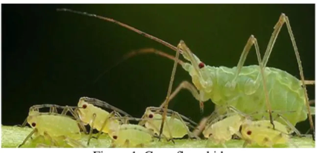Figure 1. Greenfly aphid 