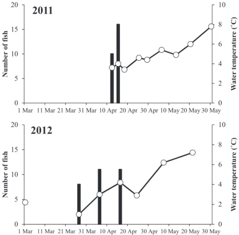Table 2 Number, size and stomach content index （SCI） of chum salmon fry captured in Hashibetsu River in 2011 and 2012.