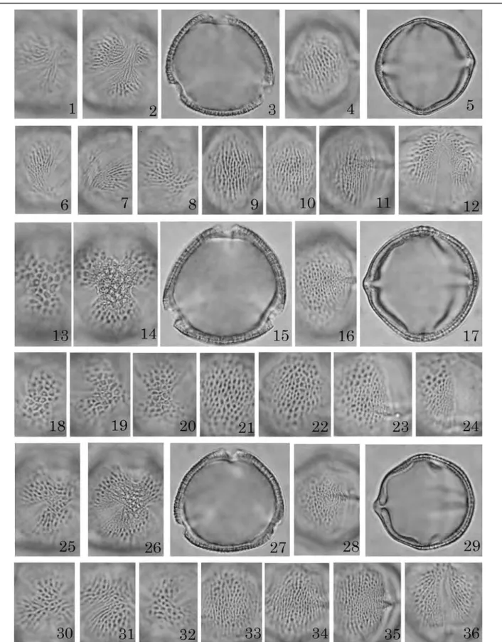 図 1  ウルシ属花粉の光学顕微鏡写真（ 1 ）．̶  1–1 ：ツタウルシ Rhus ambigua ， AFR-51 （ 1–, 6–8 ： A 域， 4, 9–10 ： M 域，