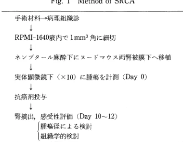 Table  1  Drug  dose  and  treatment  schedule  in  SRCA