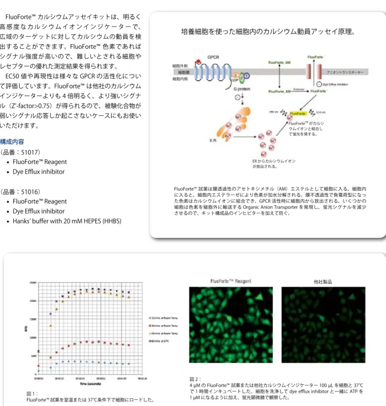図 1： FluoForte™ 試薬を室温または 37℃条件下で細胞にロードした。