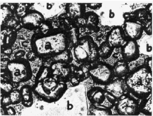 図 3: アイスクリームの電子顕微鏡写真．a は氷の結晶で平均サイズは 50 µ m，b は空気 で平均サイズは 100 µ m 程度，c は未凍結の部分．文献 [16] より転載． ついでに述べておくと，文献 [16] にはアイスクリームの電子顕微鏡写真が載っている． これを見ると，アイスクリームは氷，凍っていない砂糖水，空気の三つの部分がごちゃ混 ぜになったエマルションであることがはっきり見てとれる．アイスクリームを作る時には， 頻繁に撹拌して空気を取り込ませるようにする．その加減が滑らかさや舌ざわりを