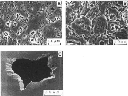 Fig.  10  Scanning  electron  micrographs  of  surface  appearance  of  sintered  VC  and  SKD  11  coated         with  VC  before  and  after  anodic  polarization test