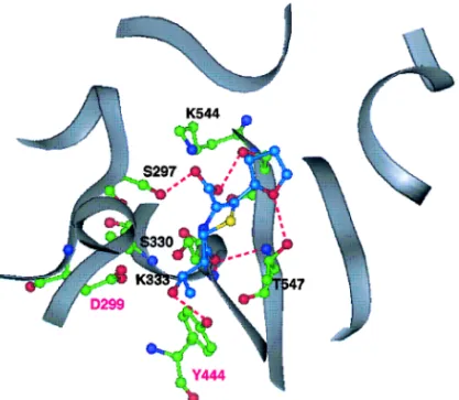 Fig. 10. Faropenem at the b Lactam Binding Site of the PBP2 Model