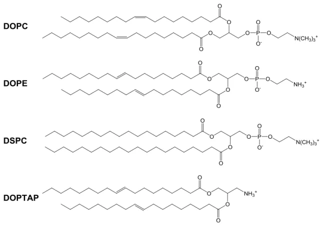 Fig. 2-9 siRNA のカチオン性脂質キャリア 