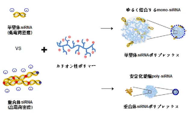 Fig. 2-12  単量体 siRNA 分子及び重合体 siRNA 分子の自己集合 