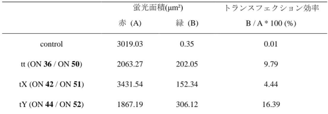 Table 4-2 siRNA のトランスフェクション効率  蛍光面積(μm²)  トランスフェクション効率  B / A * 100 (%) 赤  (A) 緑  (B)  control  3019.03  0.35  0.01  tt (ON 36 / ON 50)  2063.27  202.05  9.79  tX (ON 42 / ON 51)  3431.54  152.34  4.44  tY (ON 44 / ON 52)  1867.19  306.12  16.39 