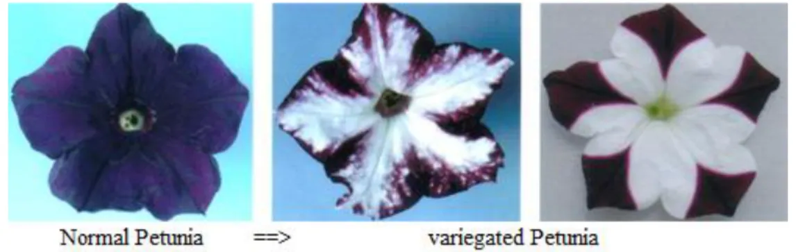 Fig. 2-1  正常なペチュニアと色素遺伝子導入後の斑入りペチュニア ＊