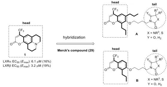 Figure 16. Our drug design of head -to-tail strategy 