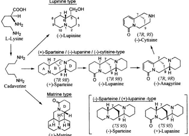 Fig. 1. Structures and Biosynthetic Pathways of Three Types of Lupine Alkaloids （trans-chair-twist）などの配座を取ることが可能で ある（Fig