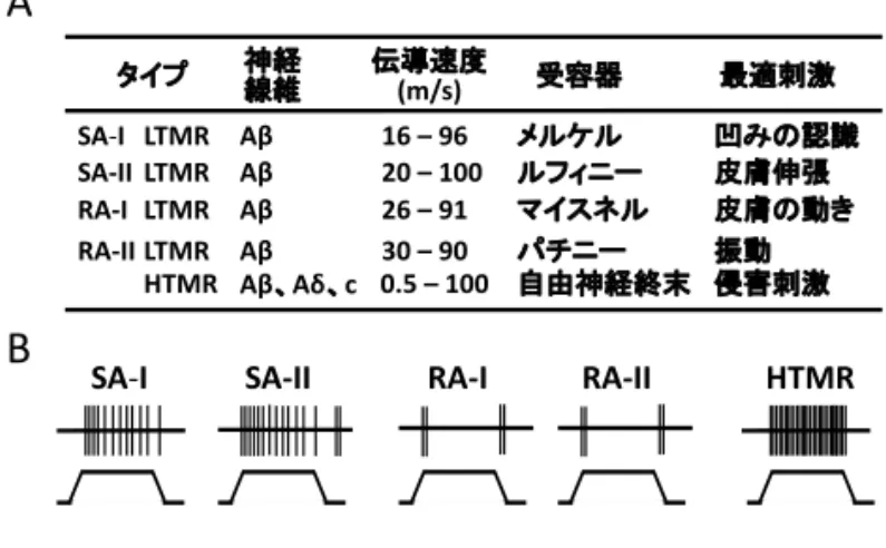 表 1 凹みの認識A B 表１．触感覚と痛み感覚に関わる末梢受容器 A：末梢受容器のタイプ，その受容器と繋がっている神経線 維の種類と伝導速度，受容器の名称とその受容器が活性化 される最適刺激を示す。