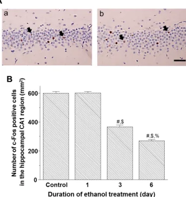 Figure 6. Duration-dependent effects by ethanol on c-Fos expression in the dentate gyrus