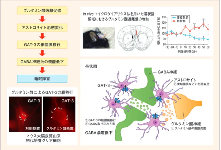 図 3   帯状回領域における睡眠障害発症の分子機構グルタミン酸遊離促進アストロサイト形態変化GAT-3 の細胞膜移行GABA 神経系の機能低下睡眠障害マウス大脳皮質由来初代培養グリア細胞グルタミン酸によるGAT-3の膜移行GAT-3GAT-3対照処置グルタミン酸処置 領域におけるグルタミン酸遊離量の増加 マイクロダイアリシス法を用いた帯状回In vivo 8090100110120130相対比％（0分に対する） 刺激後時間（分） −30 −20 −10 0 10 20 30 40 50 60＊＊＊＊＊非結