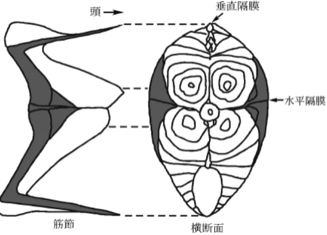 図 1 マサバ筋節の概観図（影部分は血合筋を表す) 1)2.筋組織動物とは文字通り，動くことのできる生物の総称である。動物の動きは一般に筋肉という組織を通じて行われ，この動きは生理学的には筋（肉）運動と呼ばれる。魚類には他の脊椎動物と同様に，大きく分けて2種類の筋組織，横紋筋と平滑筋が存在する。二枚貝などの軟体動物にはこのほか，横紋筋と平滑筋の中間的な斜紋筋が存在する。脊椎動物の横紋筋は機能的にみて，骨格を動かす骨格筋と，常に運動し続ける心筋とに分かれる。魚類筋肉の大部分は骨格筋型の横紋筋で，その特徴は，他